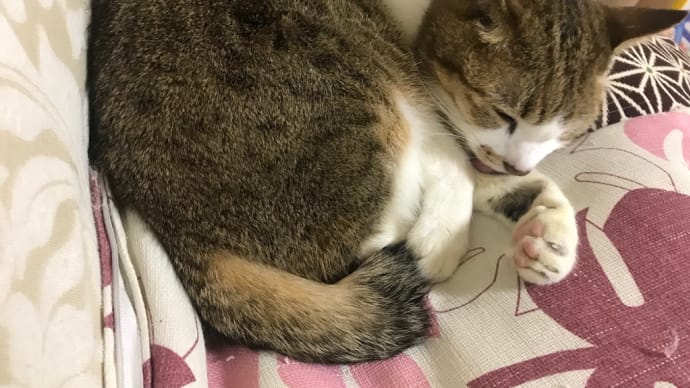 今ハマってること