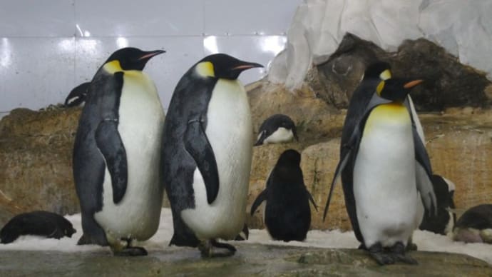 ペンギン比較 確認