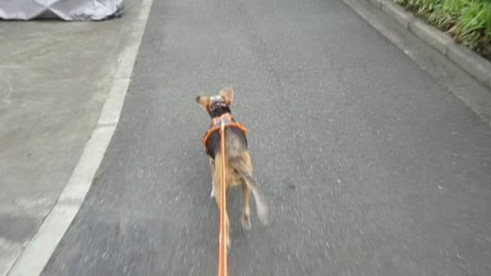 今日のChoco.さん