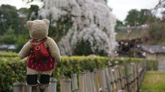 ミモロの桜レポート。満開を迎えた「京都御苑」の近衛邸跡のしだれ桜