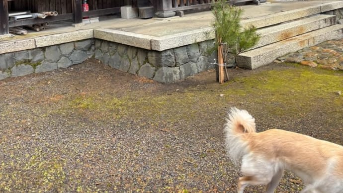 今年最後の散歩道