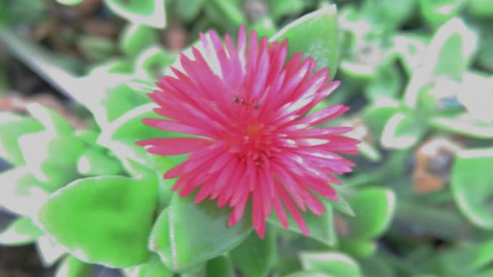 Aptenia