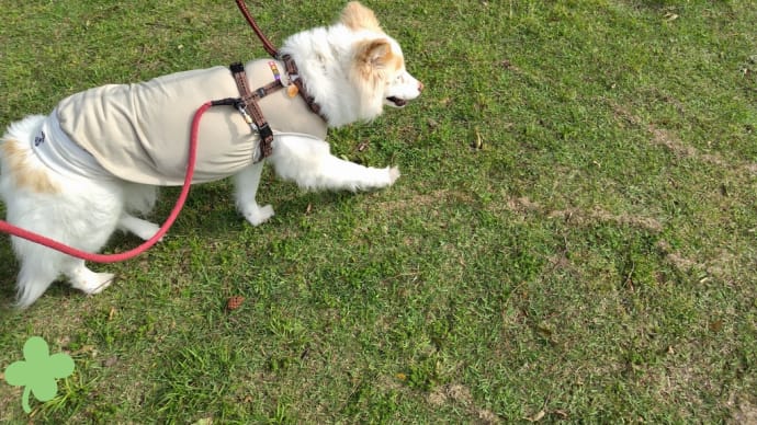 今朝も公園に行ってきました。