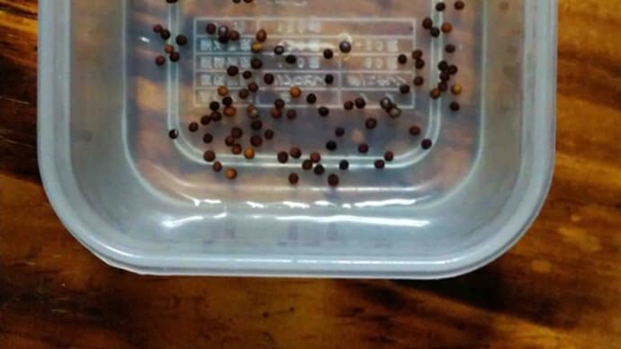 カブの種を水に浸けて発芽させます