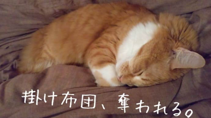 秋の夜は。