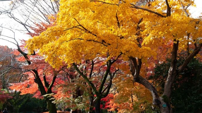 古城公園紅葉2023