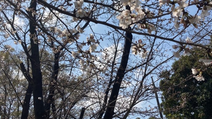 桜が咲き始める中、長男中学卒業おめでとう(*^▽^*)