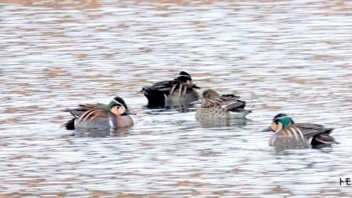 02/05探鳥記録写真-3:某池のトモエガモの群れ