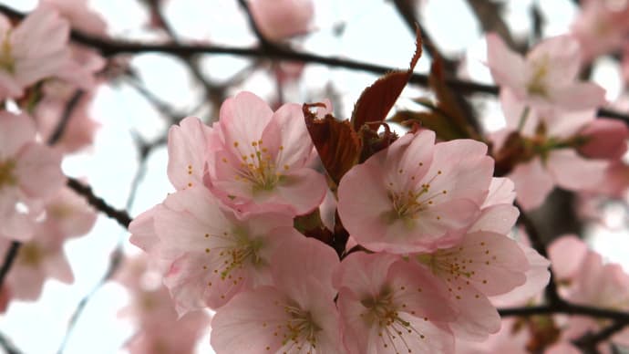 春を先取り 桜の花3