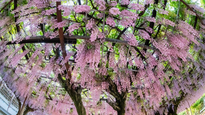 藤の花 その2