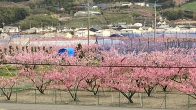 桃の花を求めて