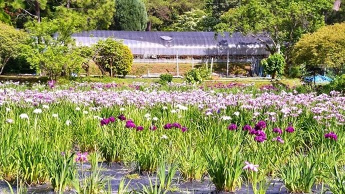 日岡山公園 菖蒲園 '23