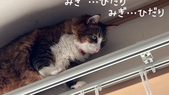 やっぱり高いところが好き。
