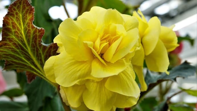 神代植物公園大温室にて・ベゴニア4