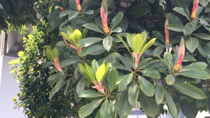 気になる木 その8 タブノキ？