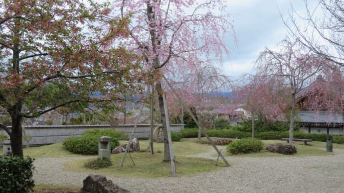 春の京都を桜散歩（4月4日）：圓光寺へ！