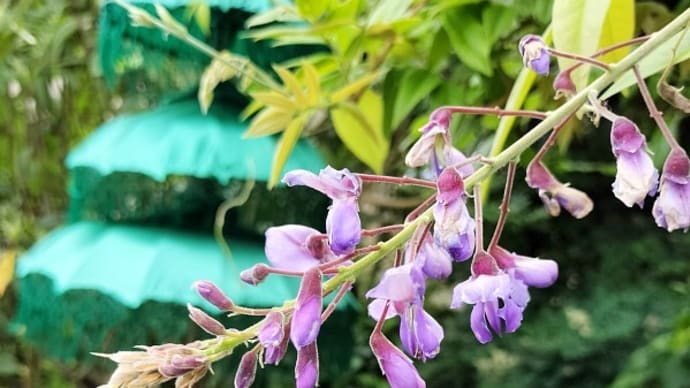 雑貨市場は土曜日もOPEN☆季節はずれの藤の花が咲いています!