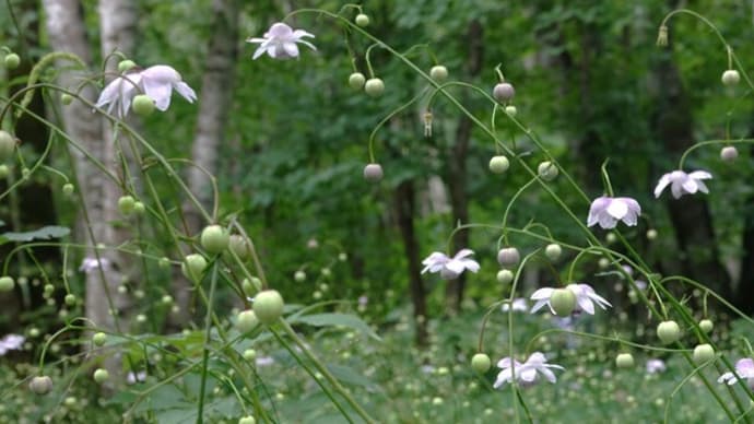 八月のお花見はレンゲショウマで、