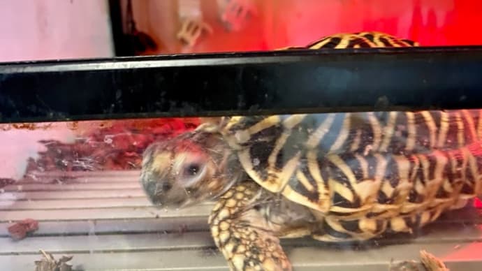 ☆ホシガメ☆ココから出してくれ~ぃ(ノ_ _)ノ