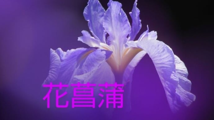 【一度の人生】フリーランス波乱万丈のブログ