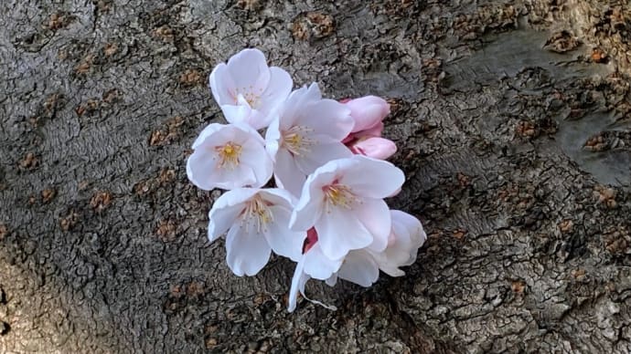 今日の出来事🌸