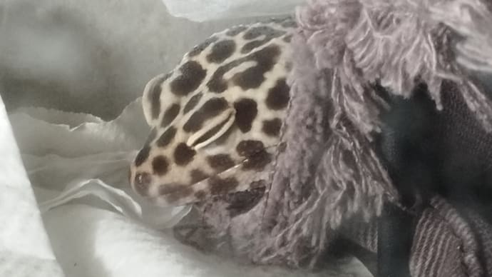 主にきょろちゃんのことで写真はぼあちゃん多め
