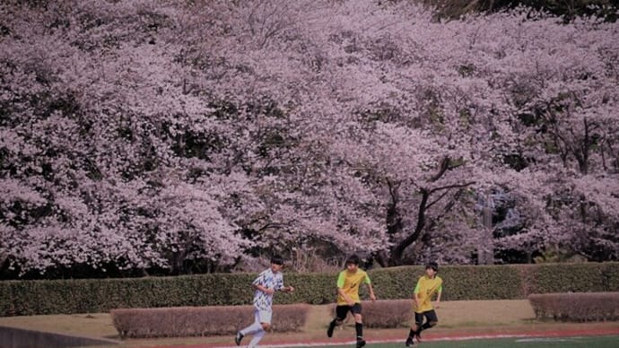 市内運動公園の桜