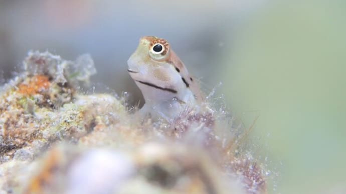じっくり楽しくフォトダイブ!!、7月2日~4日の海。☆