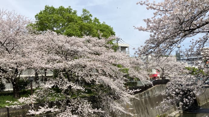 桜の飛鳥山公園をスルーして出前抹茶