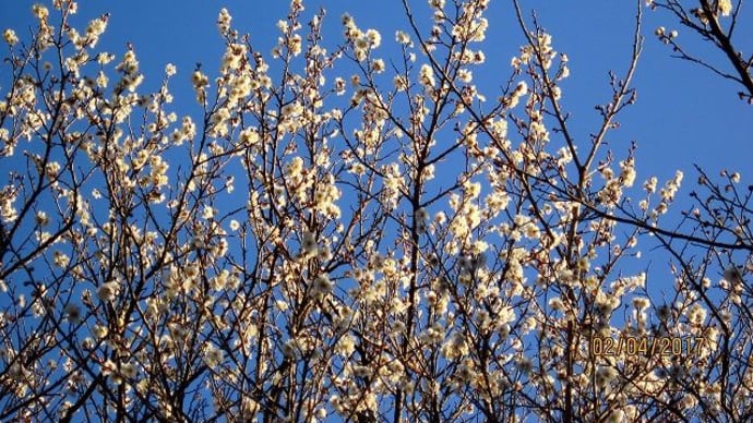 千手院の梅の花