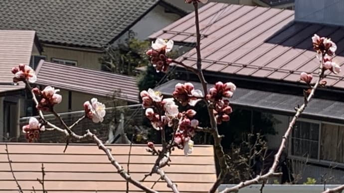 ようやく春が来たようです🌸