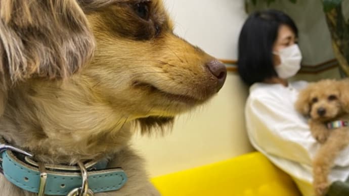 ワクチン、頑張ったよ!の巻