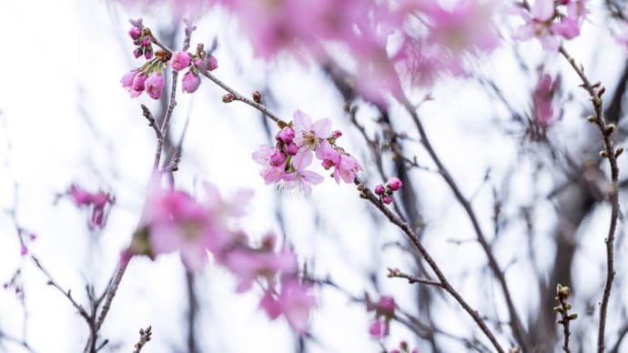 ヒマラヤ桜