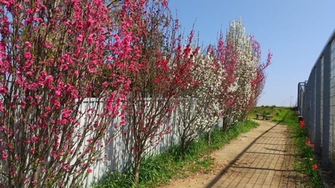 藤沢市女坂の桃の花 そしてドリィーの病状