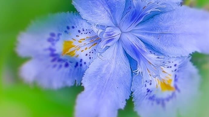 自宅付近に咲く春の花