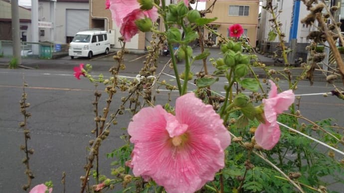 散歩でお花