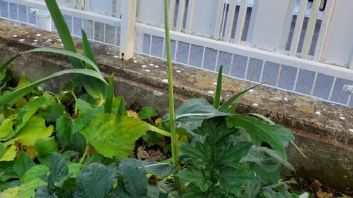 私達頑張っています