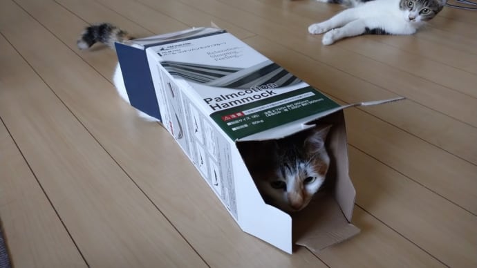 グリーンのダフネ