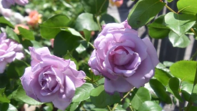 西武デパート屋上 バラの花壇 10