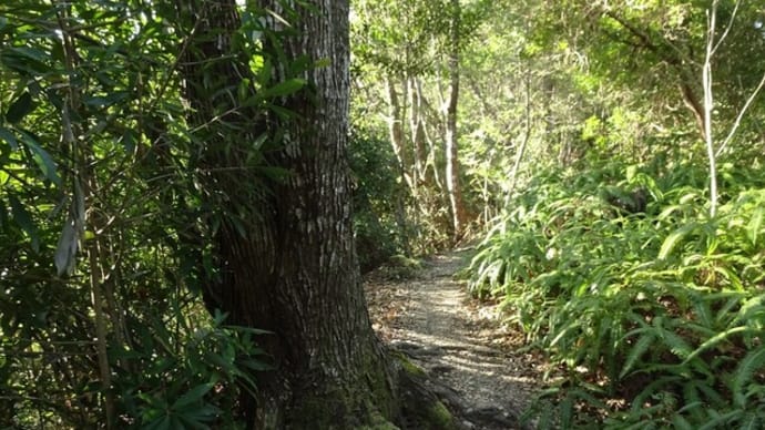 小笠山 木漏れ日をあびて歩く