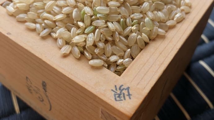 岡山県産 木村式 肥料農薬不使用米 朝日 入荷しました。