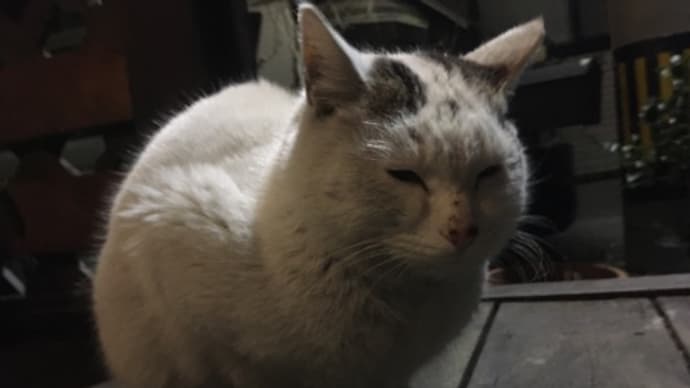 招き猫さん