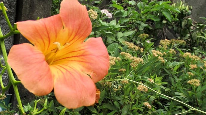 夏の花