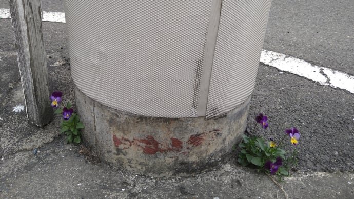 ビオラ頑張ってます