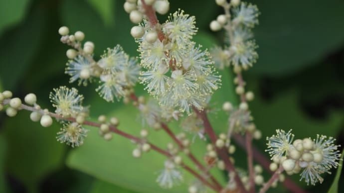 アカメガシワの花、他