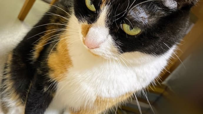 我が家のソックス猫😸