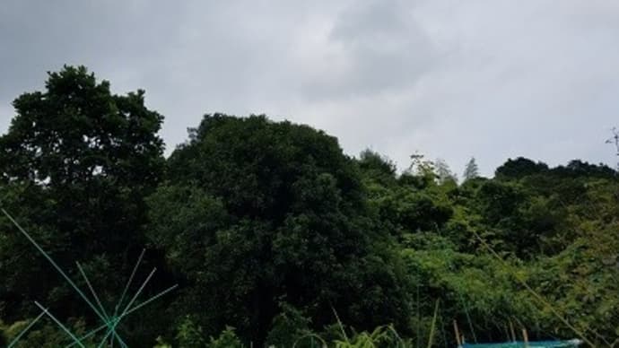 イノシシ対策