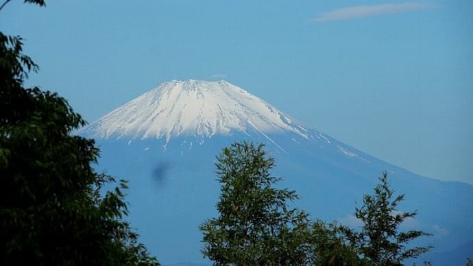 五月の深緑と竹林越しに観る富士