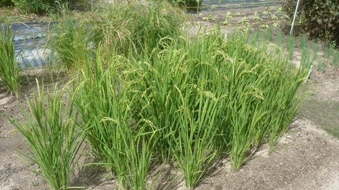 遊びの菜園－陸稲・黒米・赤米の今