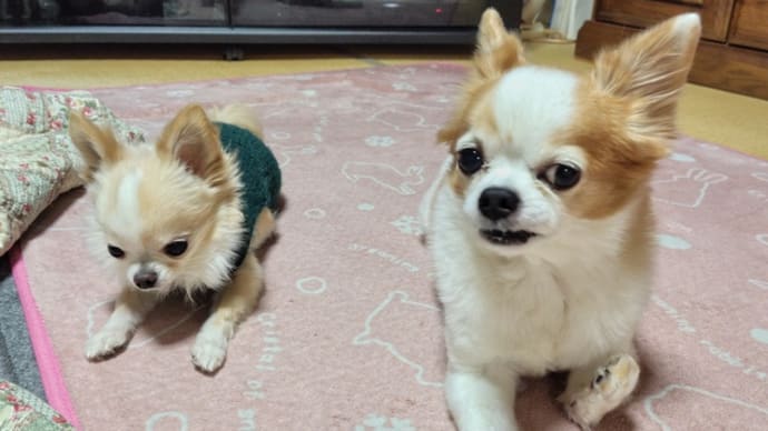 白髪染めはさっぶ!